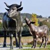 brass bull ornament