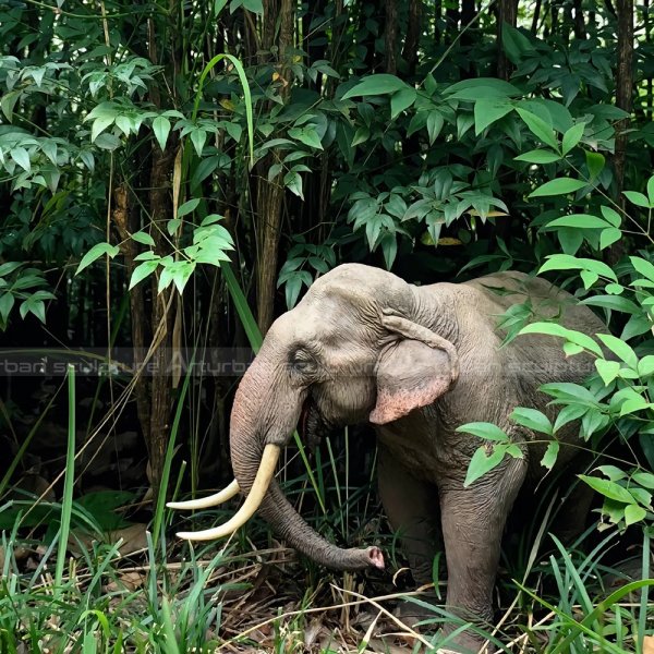 fiberglass elephant statue