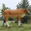 Fiberglass Cattle Statue