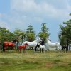 white horse sculpture