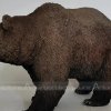 black bear garden decor