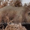 black bear garden decor