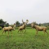 large decorative deer