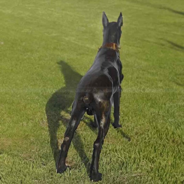 Bronze Boxer Dog Sculpture