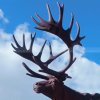 Bronze Elk Statue Life Size