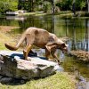 bobcat statue for sale