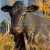 Cow Bronze Statue