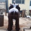 Elephant Statue