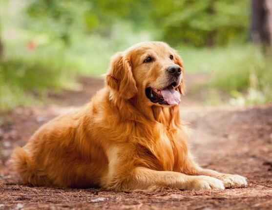 Golden Retriever