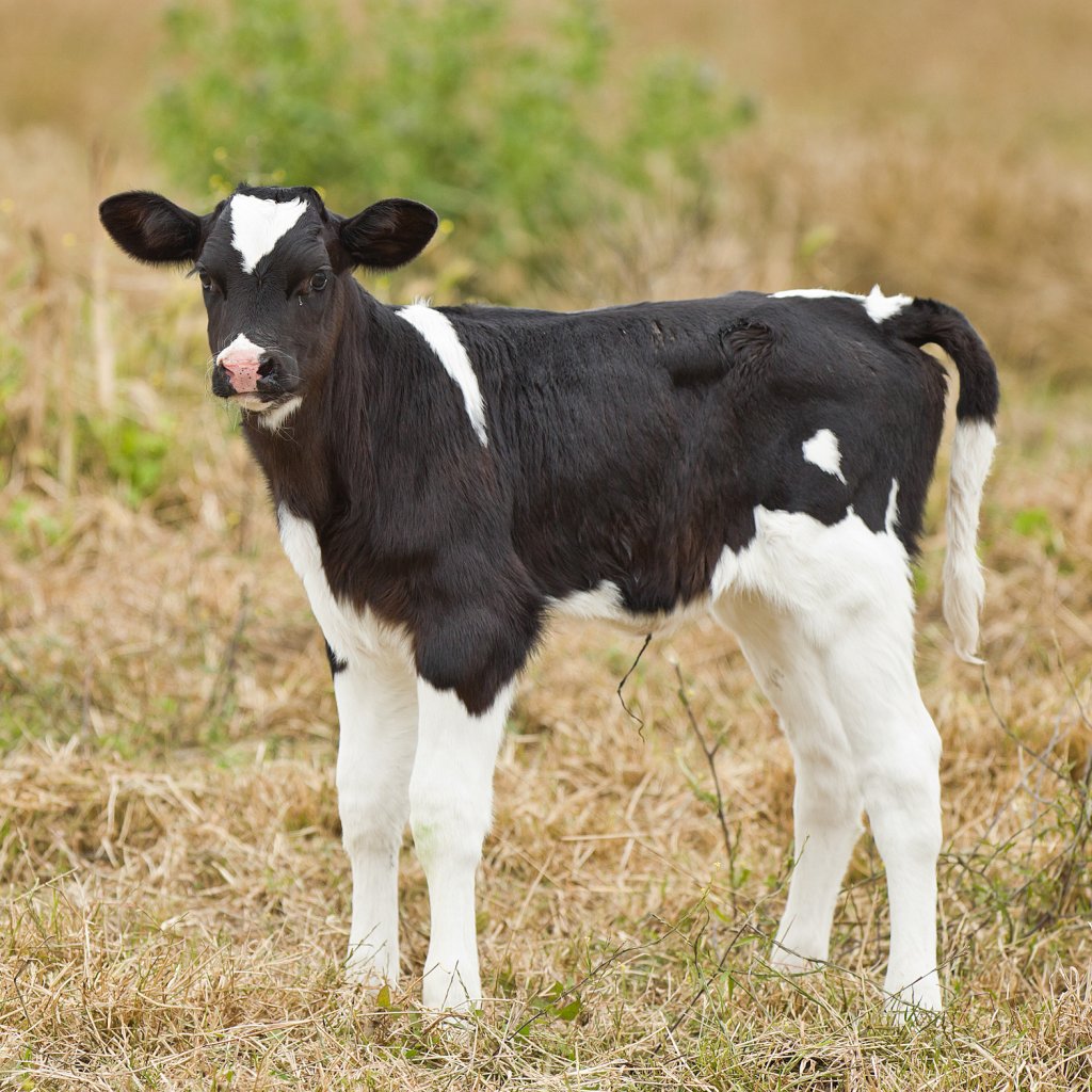 calf