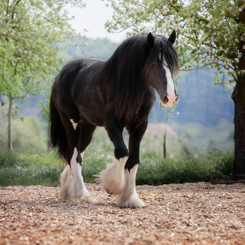 Shire horse