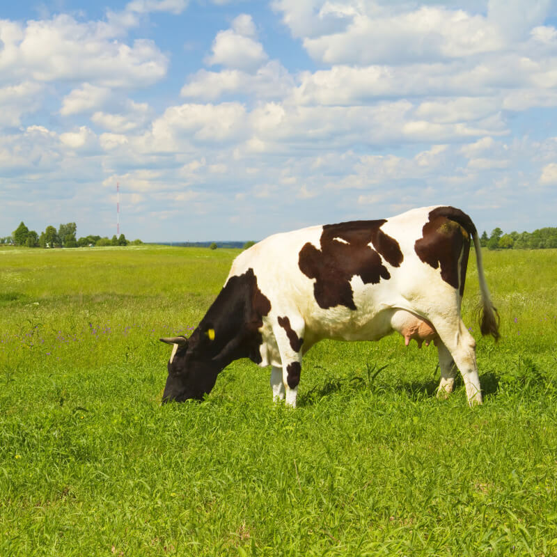 cow grass feed