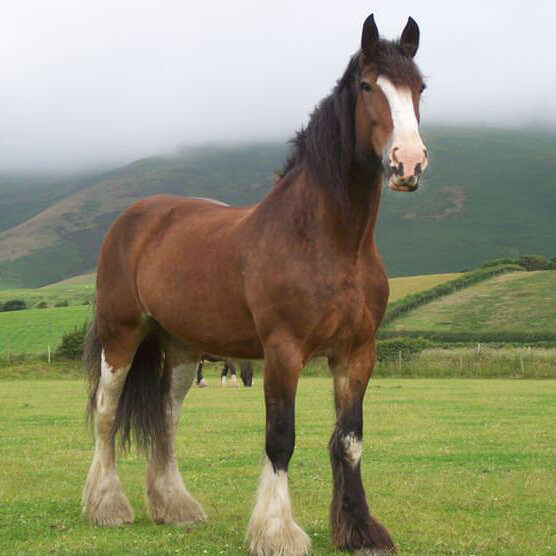 Shire horse