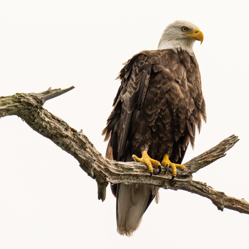 bald eagle